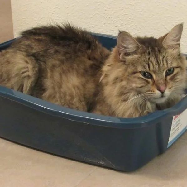 Arena para gatos 5 kg