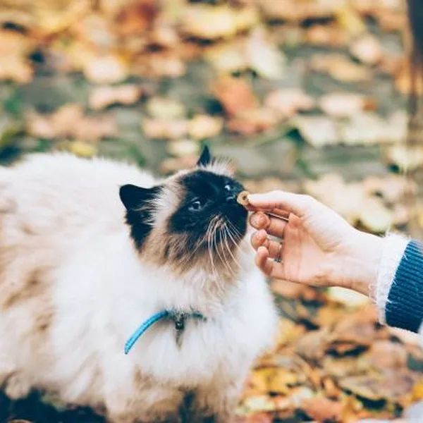 Alimento gato adulto 1,5 kg