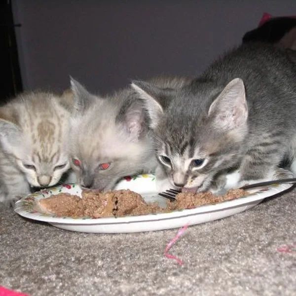 Alimento gatito 1 kg